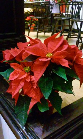 Poinsettias