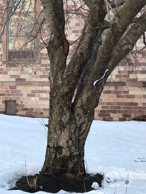 2021 Lenten Prayer Tree