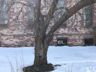 2021 Lenten Prayer Tree